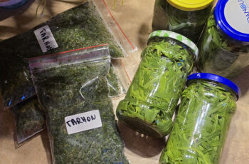 conservarea tarhonului