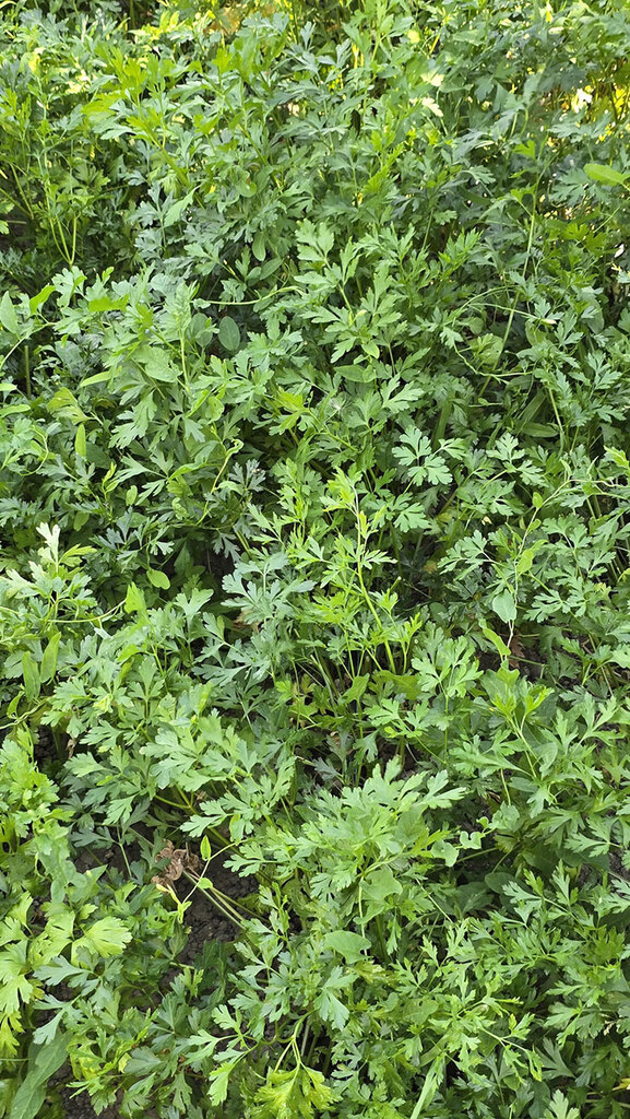 patrunjel verde